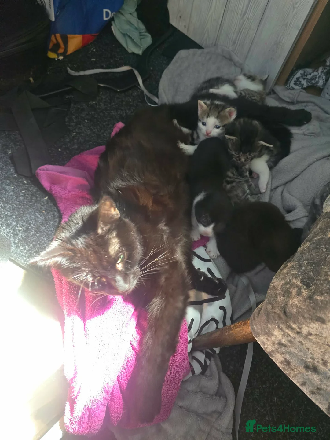 Mixed Breed cats for sale: Kittens - Advert 2