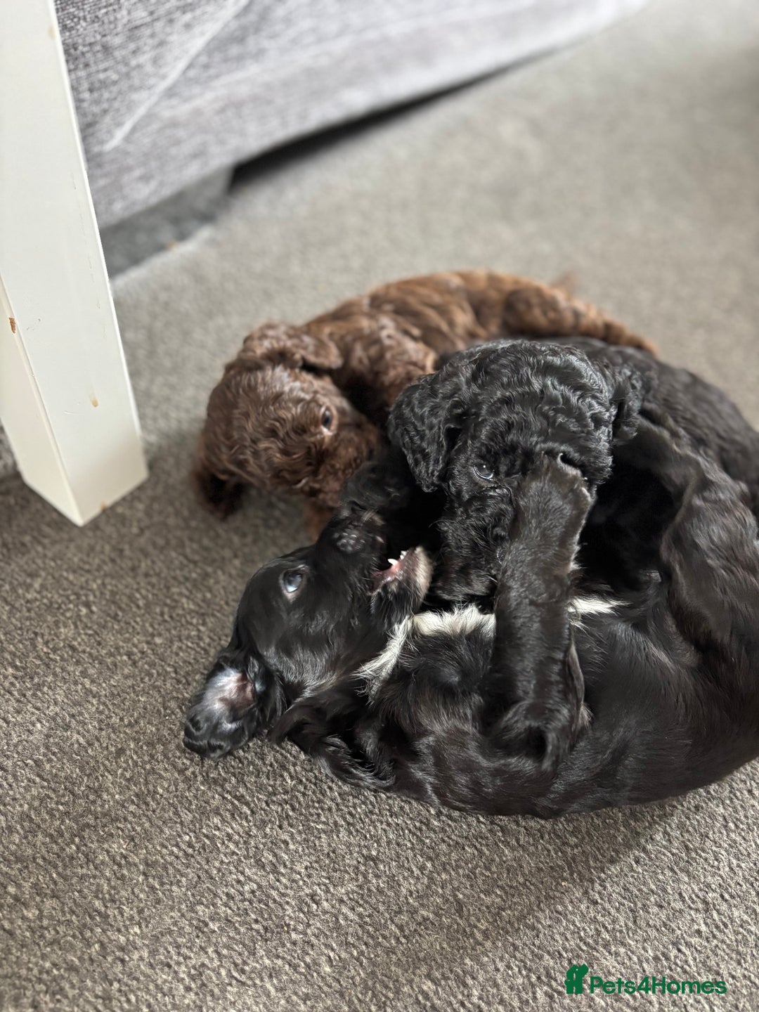 Cockapoo dogs for sale: 6 Cockapoo F1B *5 weeks old* - Image 9