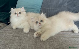 British Longhair cats for sale: Lilac golden shaded kittens (cy12) - Image 8