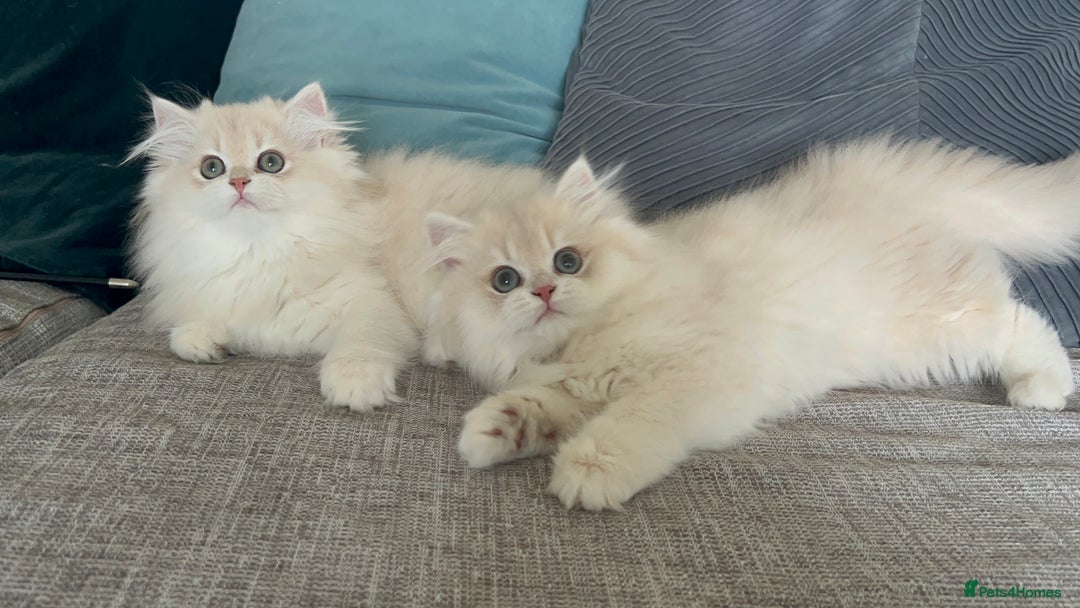 British Longhair cats for sale: Lilac golden shaded kittens (cy12) - Image 8