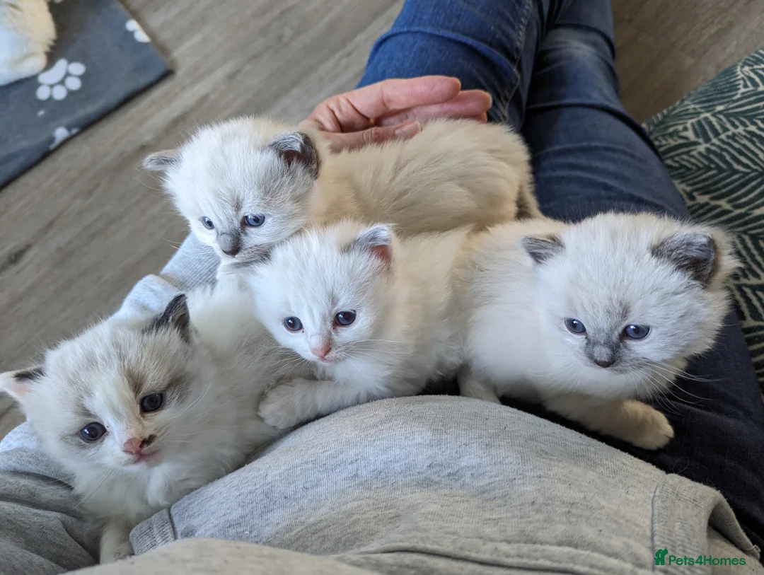 Ragdoll cats for sale: Gorgeous ragdoll kittens - Advert 14