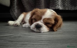 Cavalier King Charles Spaniel dogs for sale: 5 beautiful cavalier King Charles spaniel puppies - Image 26