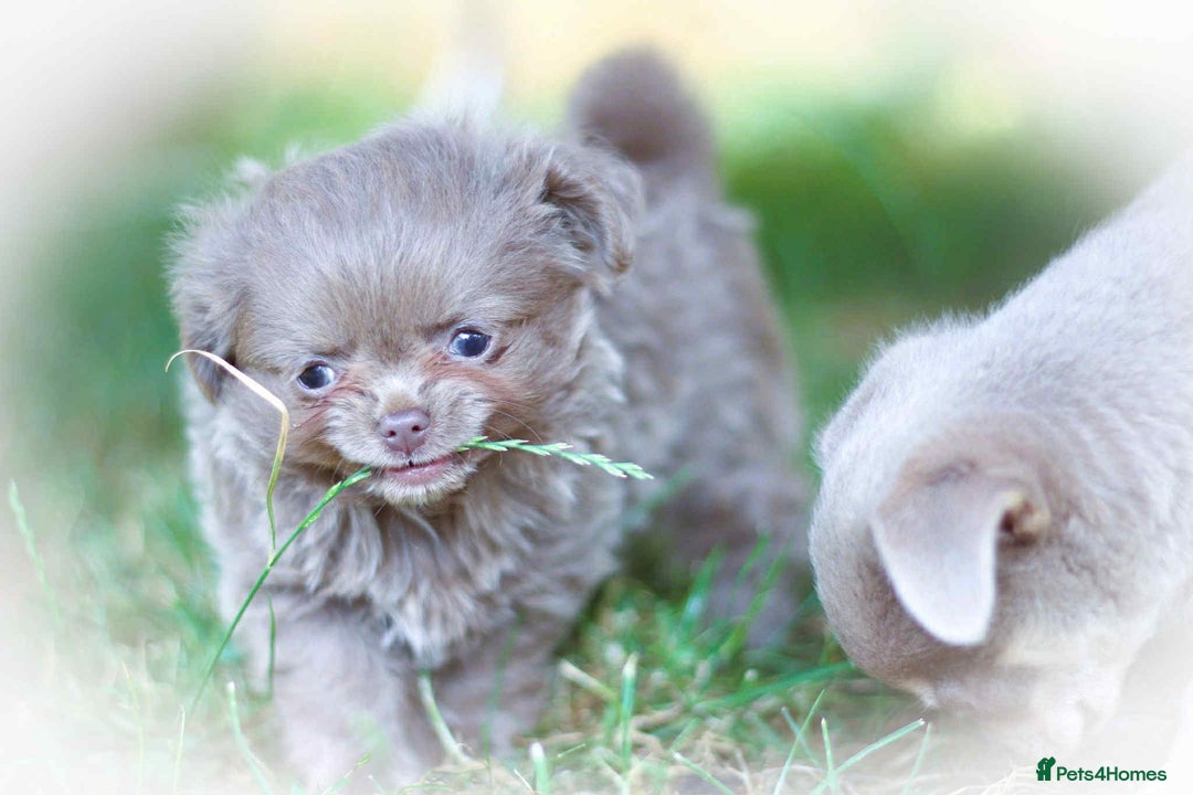 Chihuahua dogs for sale: Lilac chihuahua KC Registered Boys - Image 9