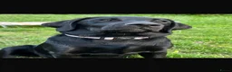 Labrador Retriever dogs for sale: 🖤 Beautiful black Labrador puppies 🖤 - Advert 7