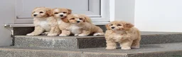 Cavapoochon dogs for sale: Beautiful Cavapoochon puppies for sale - Advert 28