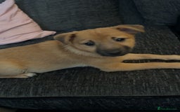 Mixed Breed dogs for sale: 7 month old jack Russell x Pomeranian for sale  - Image 2