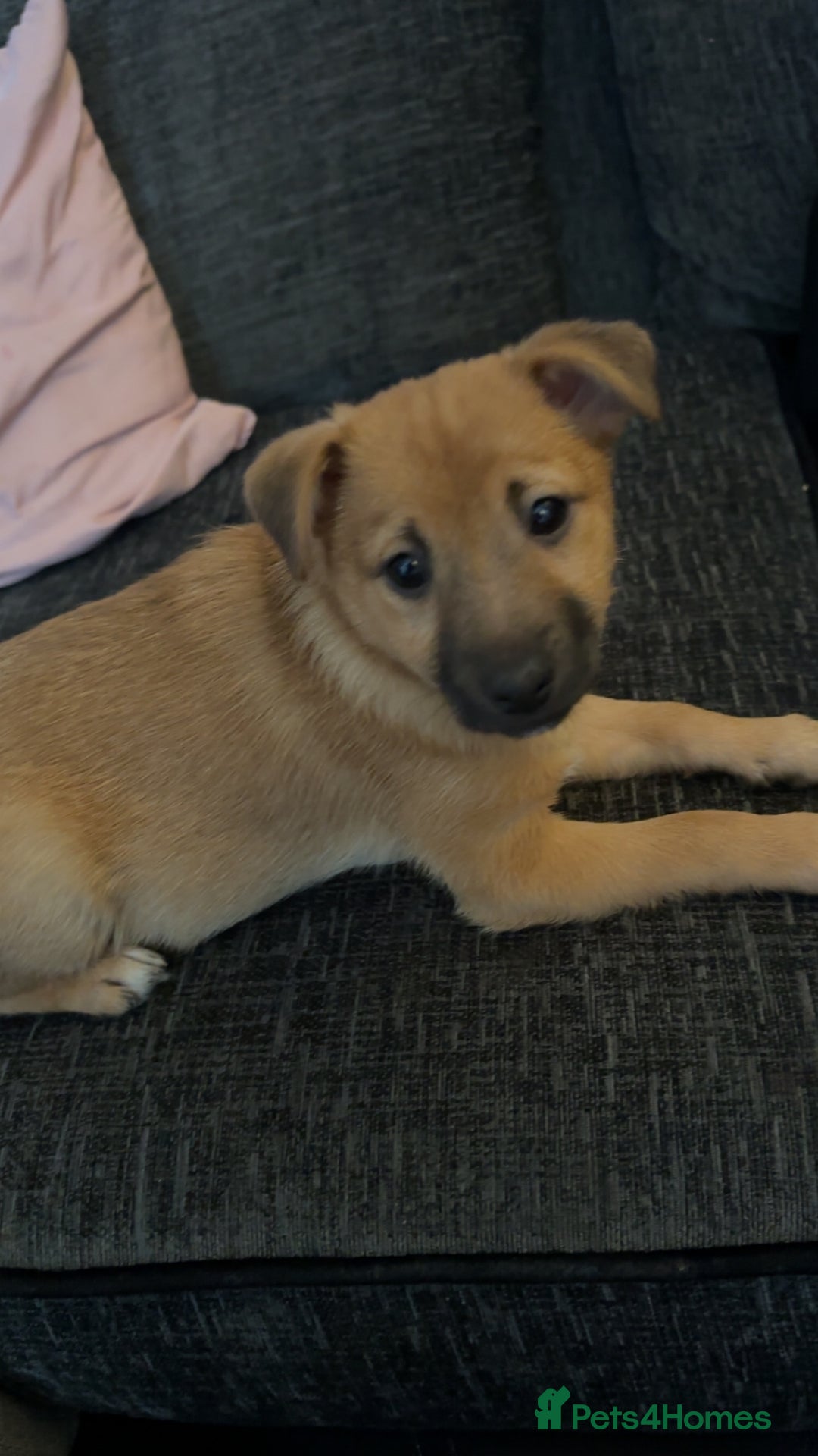 Mixed Breed dogs for sale: 7 month old jack Russell x Pomeranian for sale  - Image 2
