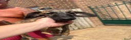 Mixed Breed dogs for sale: Bedlington whippet pups first cross READY TO GO - Advert 13