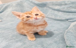 Mixed Breed cats for sale: BEAUTIFUL KITTENS VIDEOS - Image 11