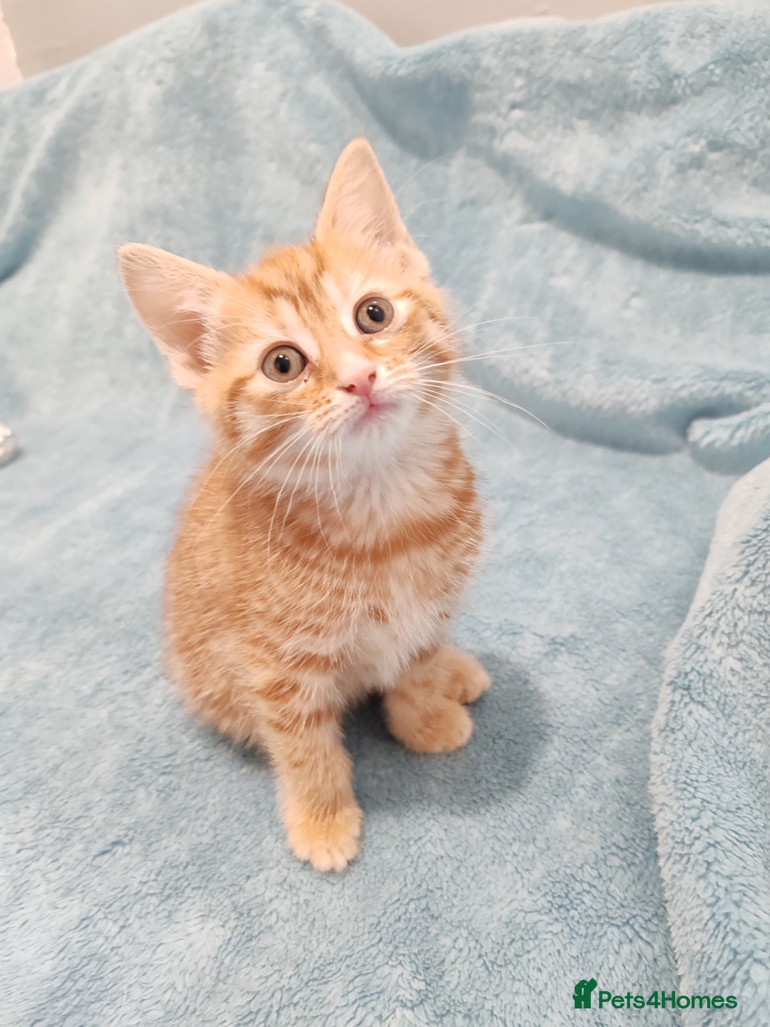 Mixed Breed cats for sale: BEAUTIFUL KITTENS VIDEOS - Image 11