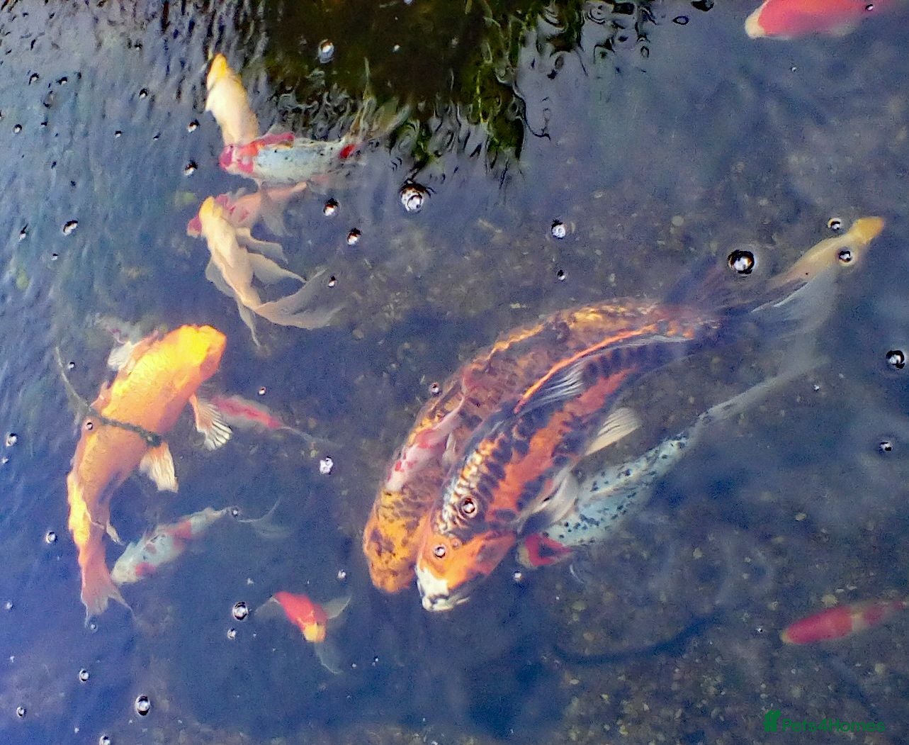 Pond Fish fish Beautiful Koi and Goldfish to be rehomed - Advert 1