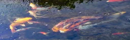 Pond Fish fish for sale: Beautiful Koi and Goldfish to be rehomed in Peacehaven - Advert 1