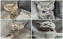 British Shorthair cats for sale: Stunning litter of bsh  - Advert 1