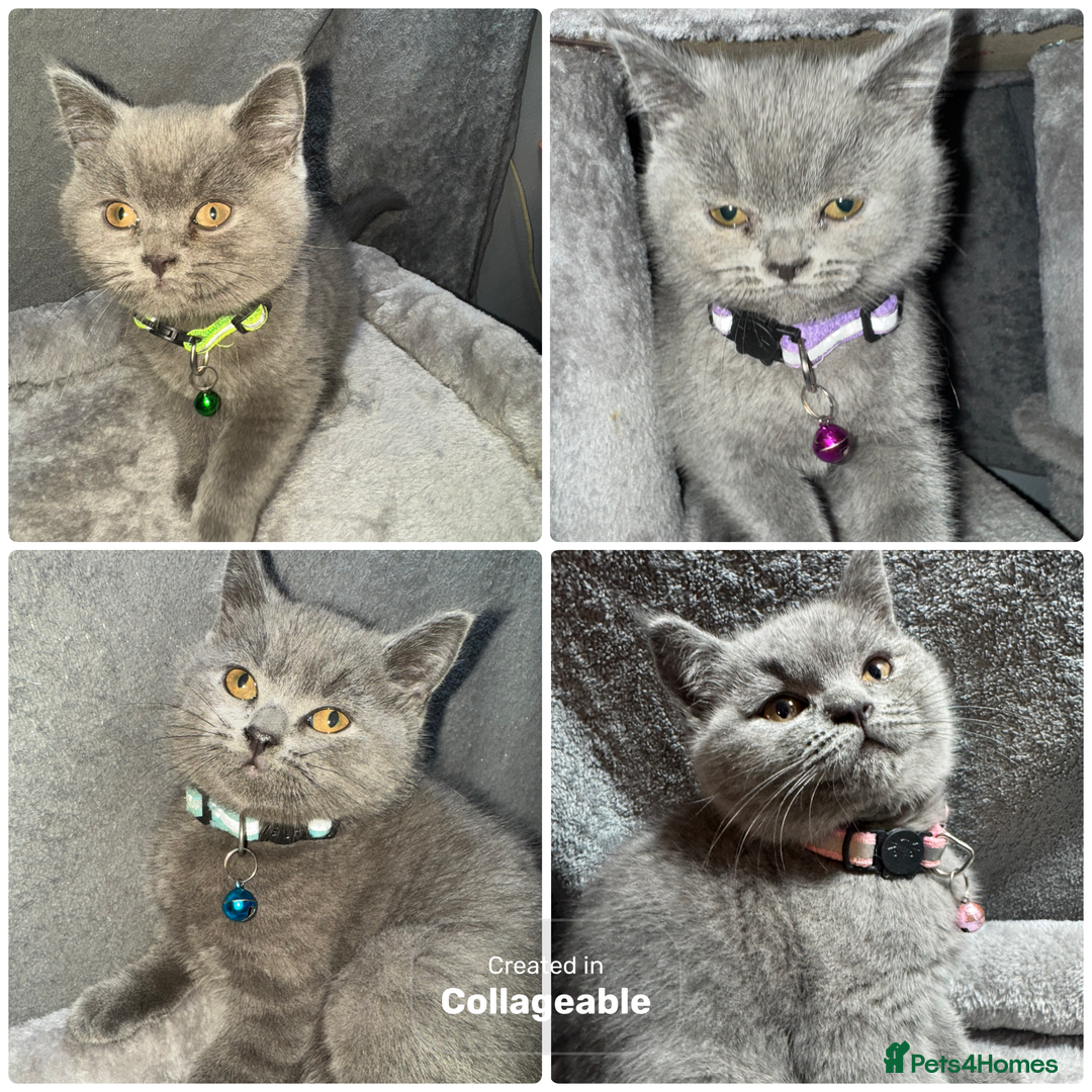 British Shorthair cats for sale: Stunning litter of bsh  - Advert 1