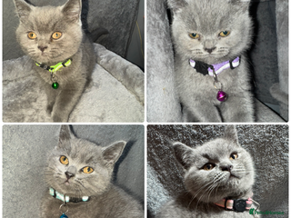British Shorthair cats for sale: Stunning litter of bsh - Advert 1
