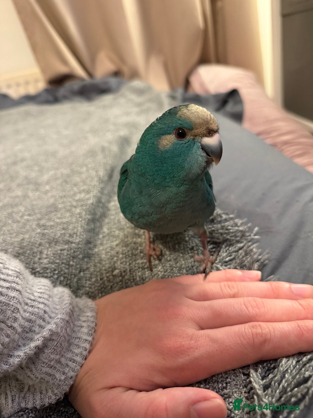 Cockatoo birds for sale: Two hand tame kakarikis bonded pair - Advert 1