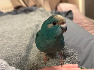 Cockatoo birds Two hand tame kakarikis bonded pair - Advert 1