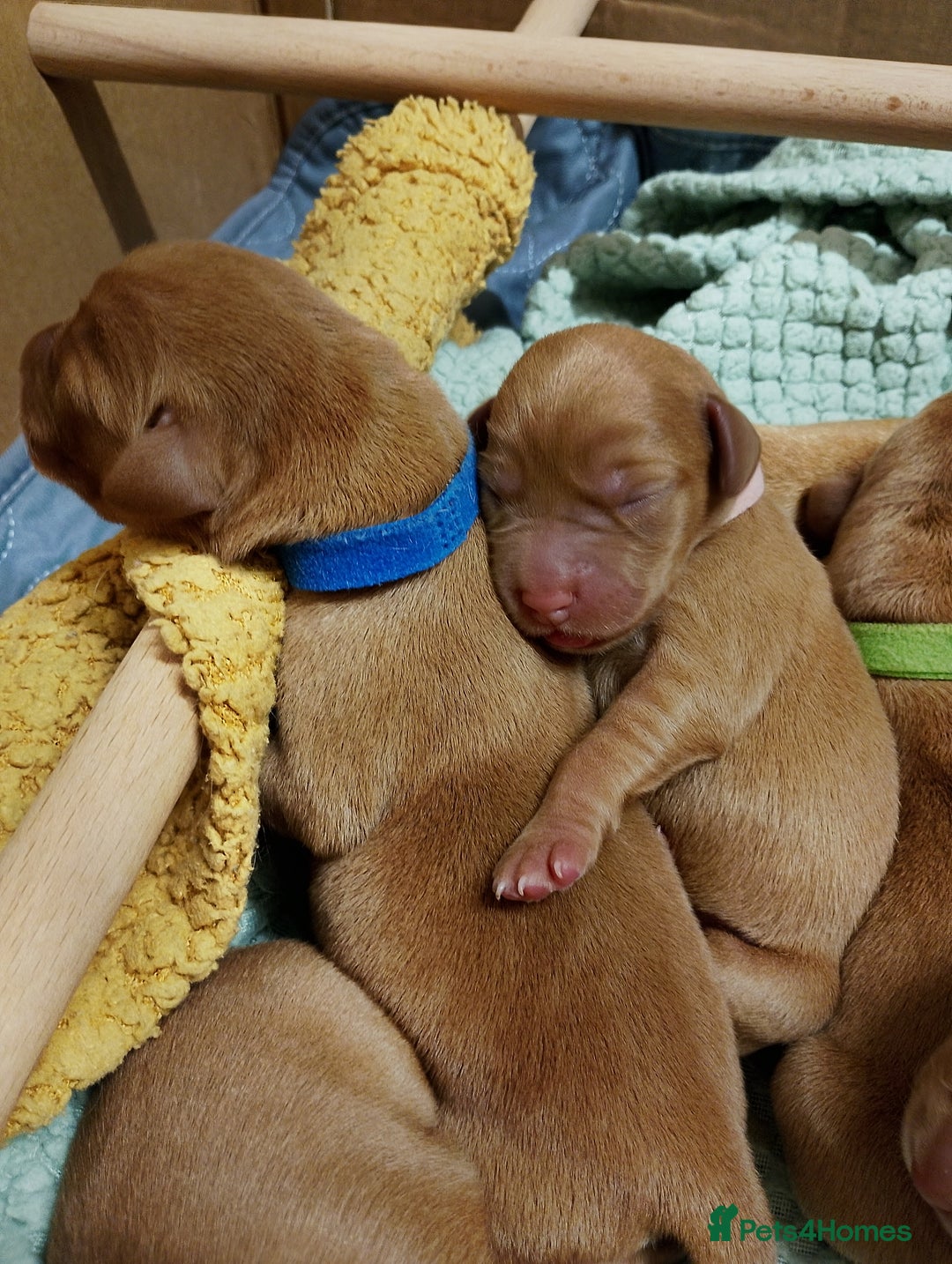 Labrador Retriever dogs for sale: KC Fox Red Labrador Pups *Ready for home 20/12/25* - Image 5