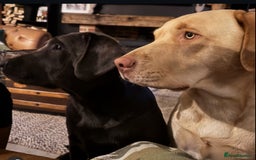 Labrador Retriever dogs for sale: One stunning girl, ready now 9Nov!  - Image 6