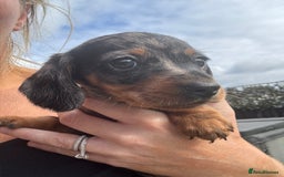Miniature Dachshund dogs for sale: Beautiful kc registered miniature dachshunds  - Image 23