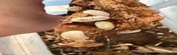 Isopods invertebrates for sale: Lots of Mixed isopods  - Advert 5