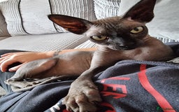 Sphynx cats for sale: Adult male sphynx - Image 5