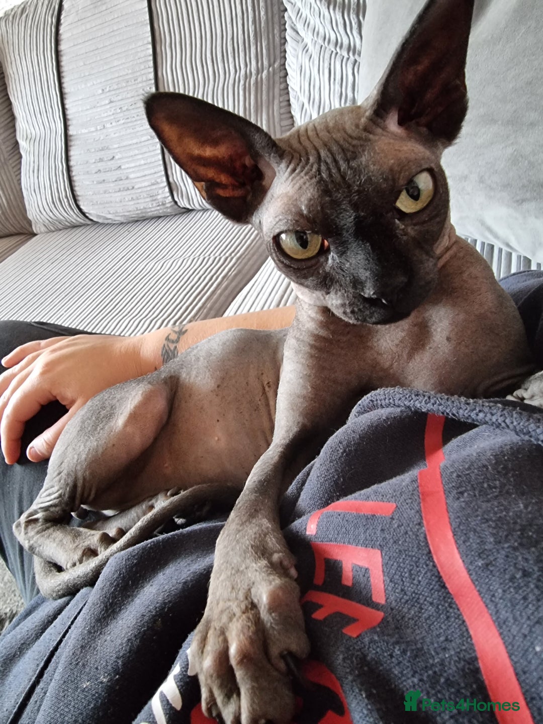 Sphynx cats for sale: Adult male sphynx - Image 5