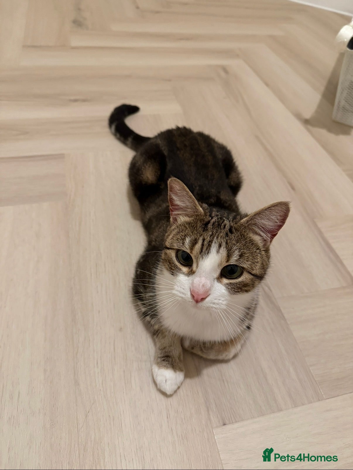 Domestic Shorthair cats Biscuit - Female Cat for Rehoming (4 years old)   - Advert 6