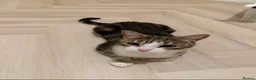Domestic Shorthair cats for sale: Biscuit - Female Cat for Rehoming (4 years old)   - Advert 1