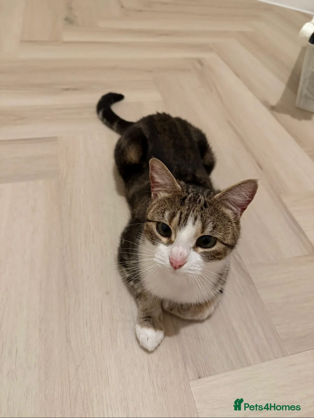 Domestic Shorthair cats for sale: Biscuit - Female Cat for Rehoming (4 years old)   - Advert 1