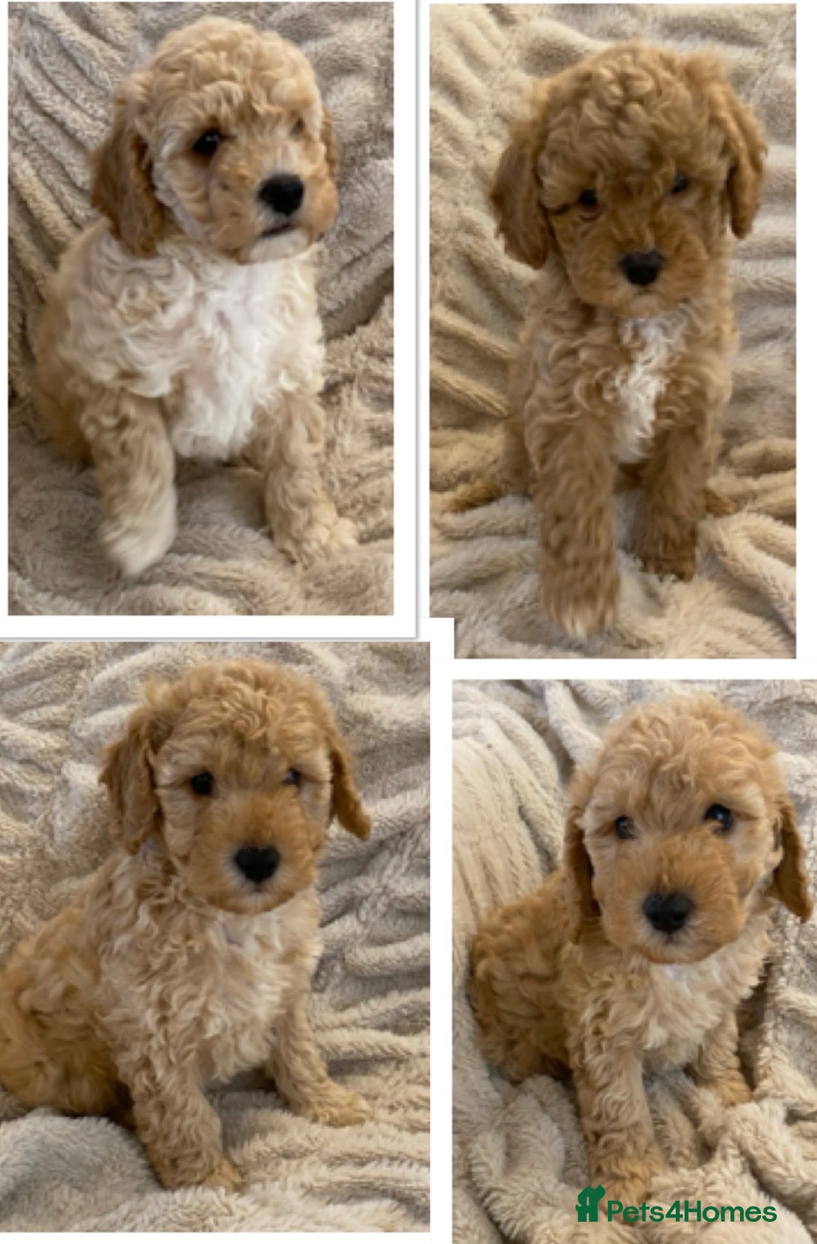 Cavapoo dogs Gorgeous Teddybear Cavapoo Puppies health checked  - Advert 1