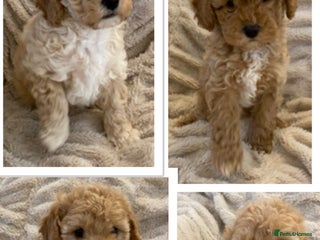 Cavapoo dogs Gorgeous Teddybear Cavapoo Puppies health checked - Advert 1