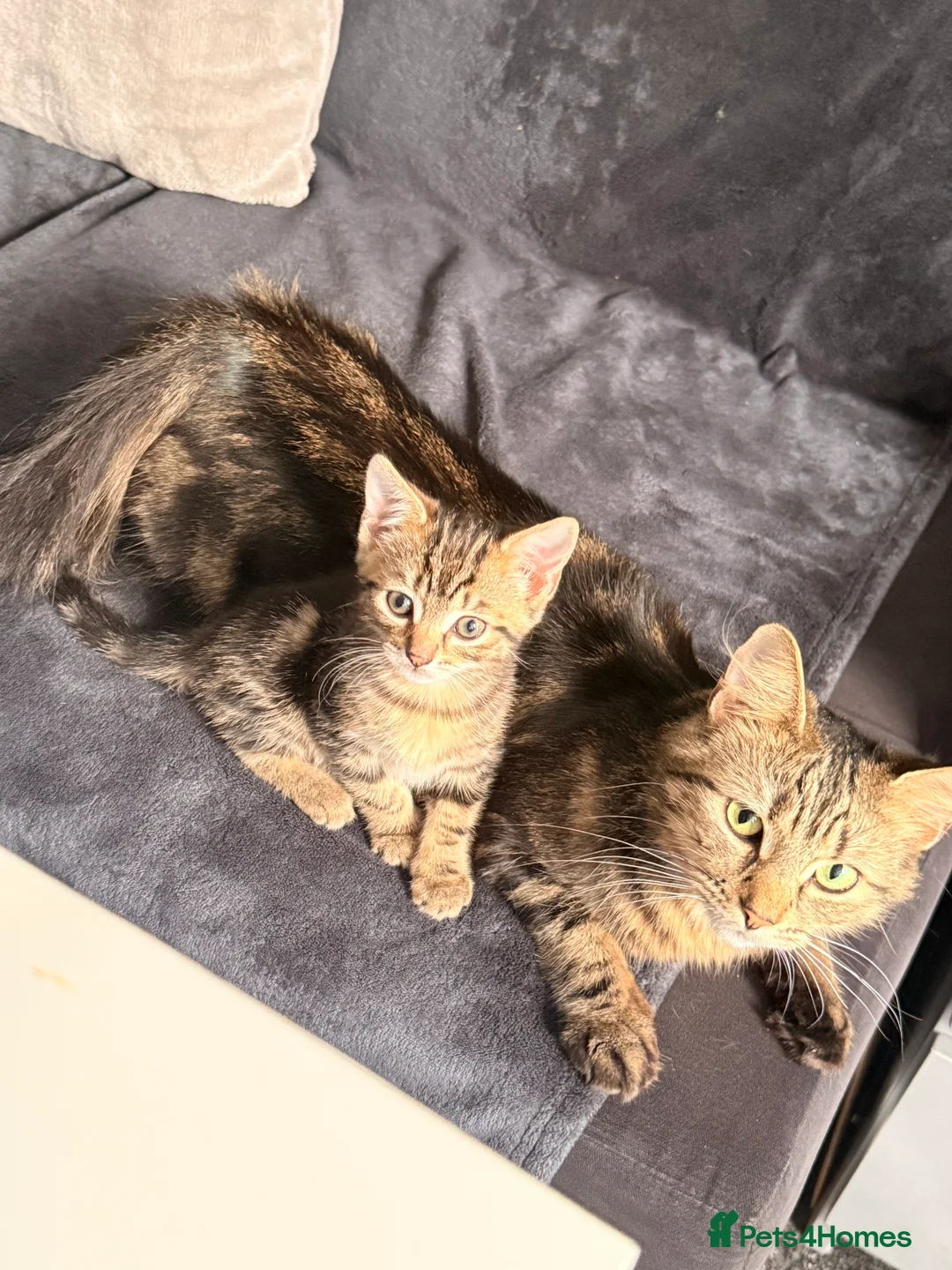 British Longhair cats for sale: Beautiful tabby kittens for sale - ready to go now - Advert 3