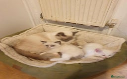 Ragdoll cats for sale: Ragdoll kittens  - Image 2