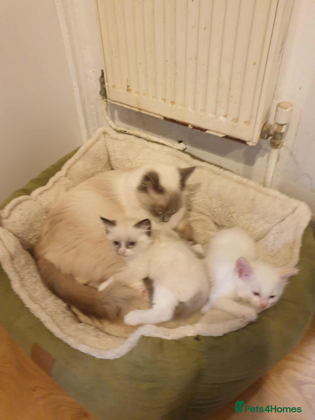 Ragdoll cats for sale: Ragdoll kittens  - Image 2
