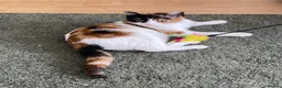 Domestic Shorthair cats for sale: 9 month old spayed female Calico cat - Advert 9