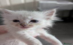 Ragdoll cats for sale: Stunning fluffy show quality ragdolls  - Image 32