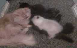 Persian cats for sale: Gorgeous Persian Kitten - Image 4