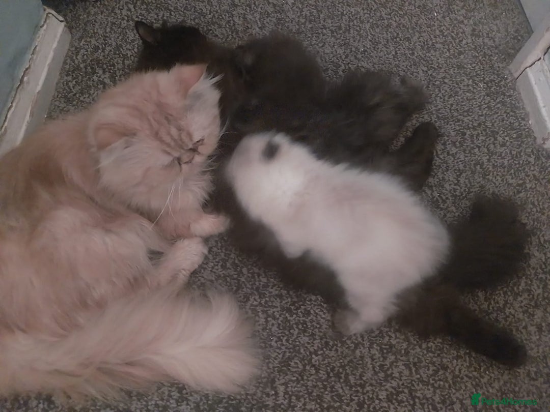 Persian cats for sale: Gorgeous Persian Kitten - Image 4