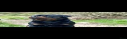 Rottweiler dogs for sale: Champion Rottweiler KC Registered Puppies - Advert 3