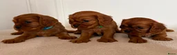 Cavalier King Charles Spaniel dogs for sale: KC Registered Cavalier King Charles Spaniel Puppys in Gravesend - Advert 3