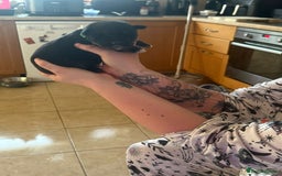 Mixed Breed dogs for sale: Huskador - Image 18