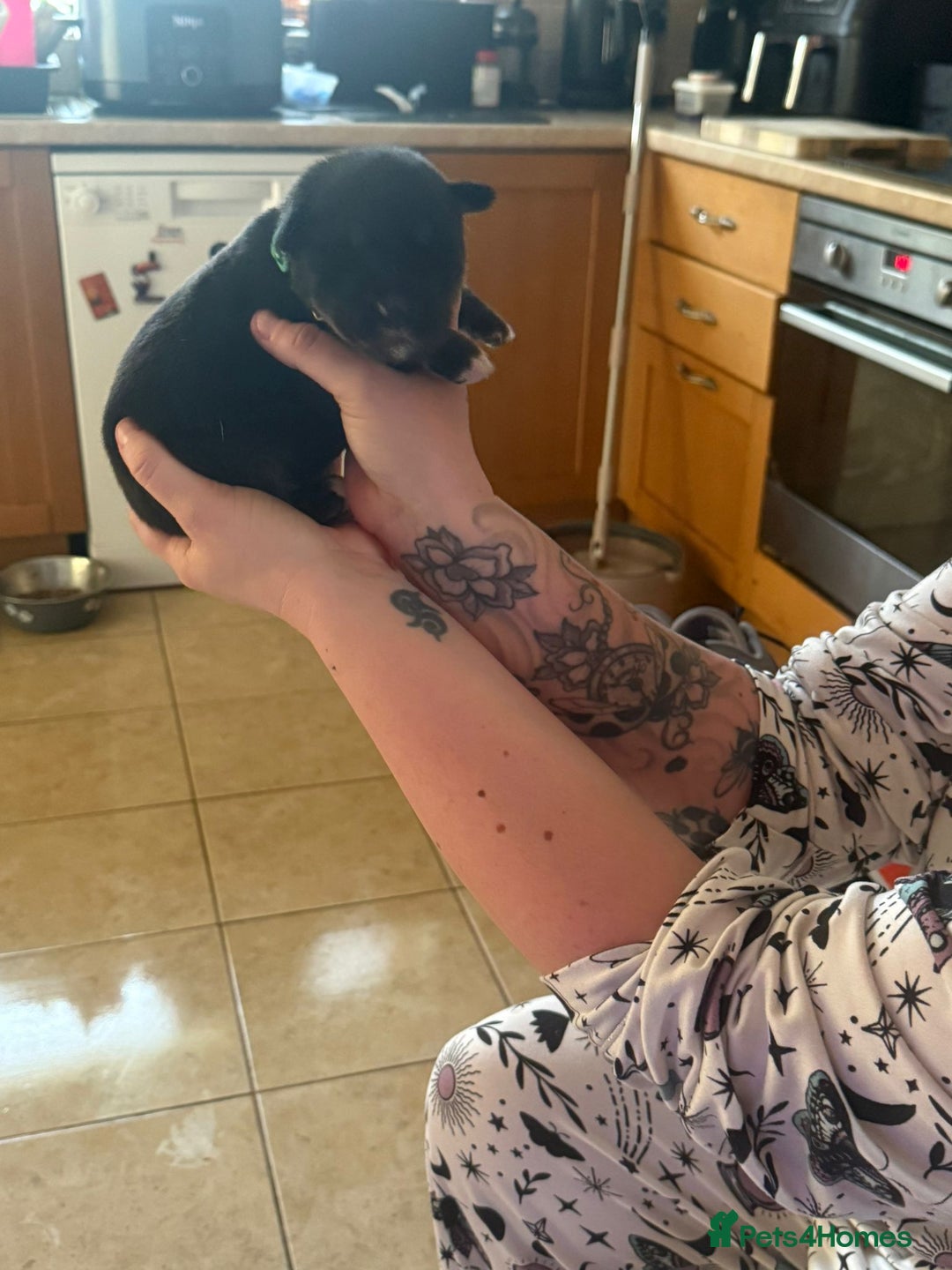 Mixed Breed dogs for sale: Huskador - Image 18