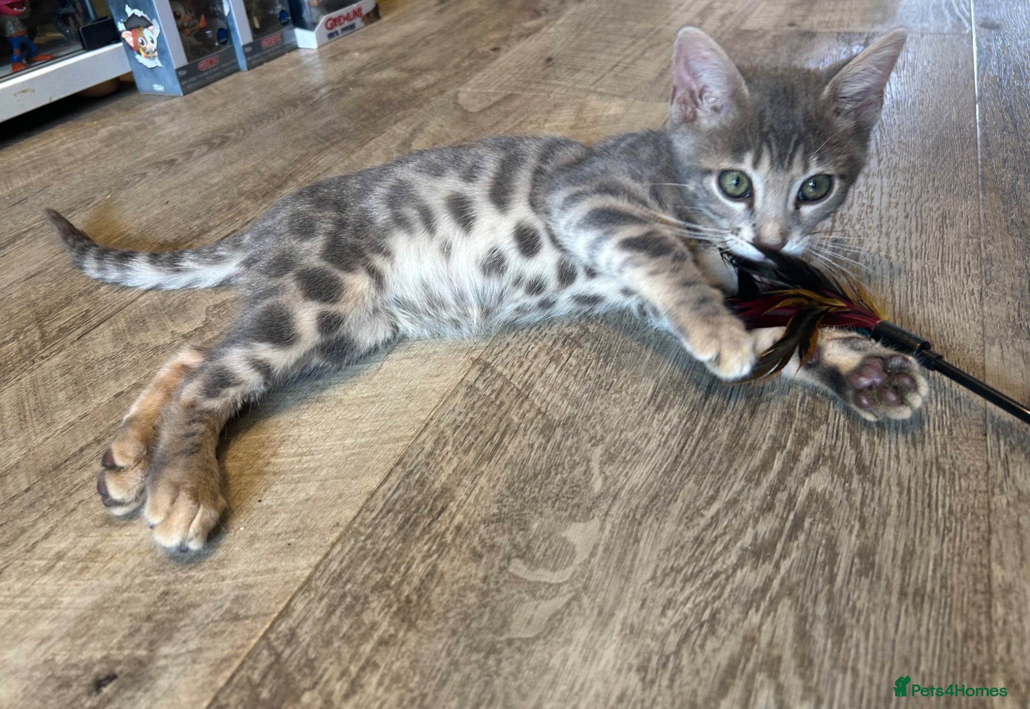 Bengal cats 💙 Beautiful Blue Bengal Female Kitten Ready Now! - Advert 2