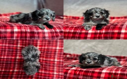 Cavapoo dogs for sale: STUNNING CAVAPOO PUPPIES READY NOW - Image 7