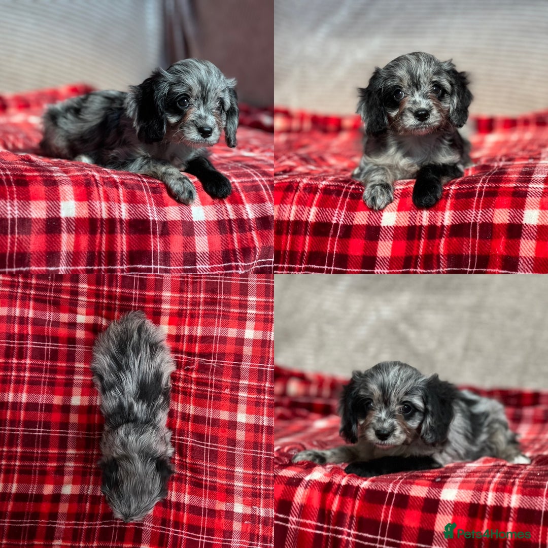 Cavapoo dogs for sale: STUNNING CAVAPOO PUPPIES READY NOW - Image 7
