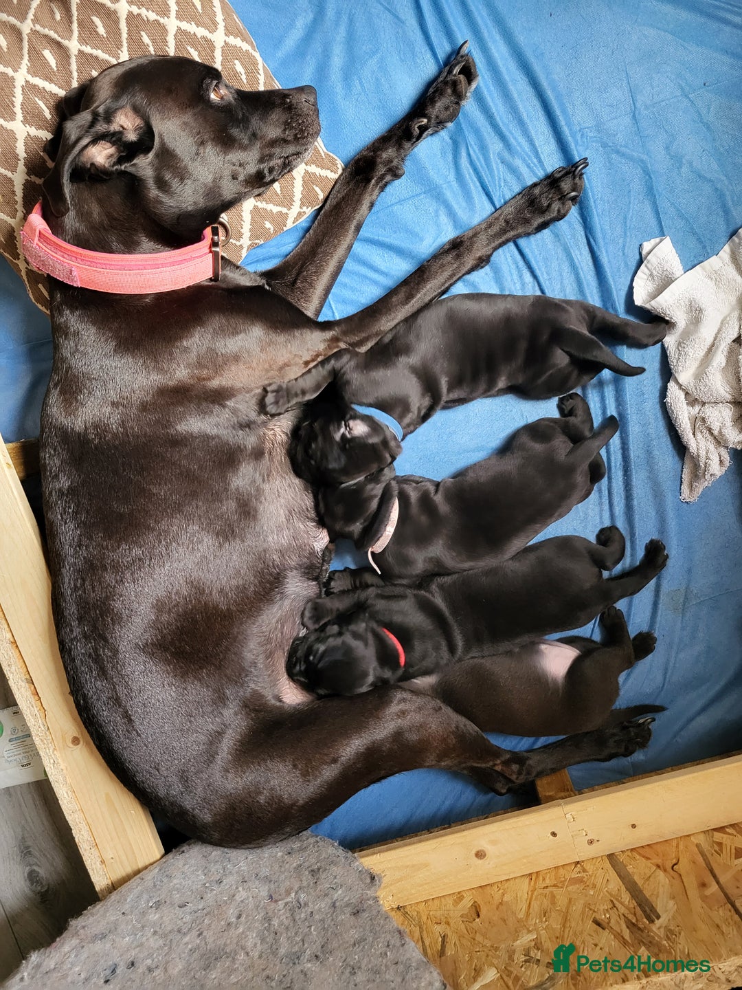 Mixed Breed dogs for sale: Alaunt type dogs - Advert 5