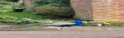 Peafowl poultry for sale: Beautiful Male Peacock For Sale - 2 1/5 years old - Advert 5