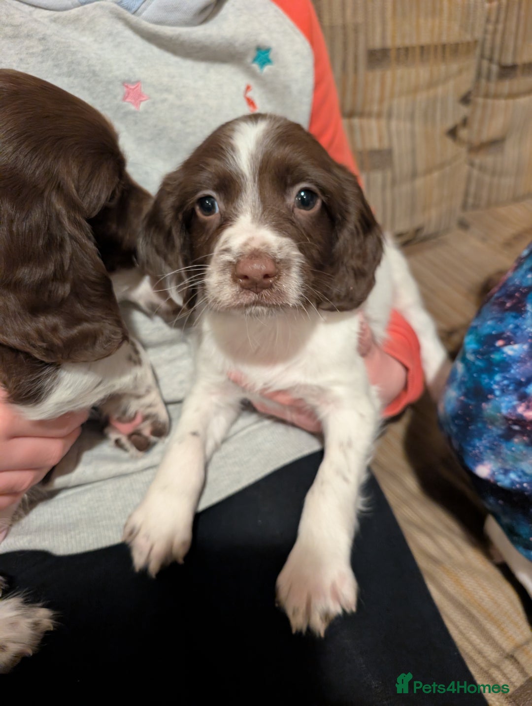 English Springer Spaniel dogs for sale: Beautiful boys available  - Advert 4