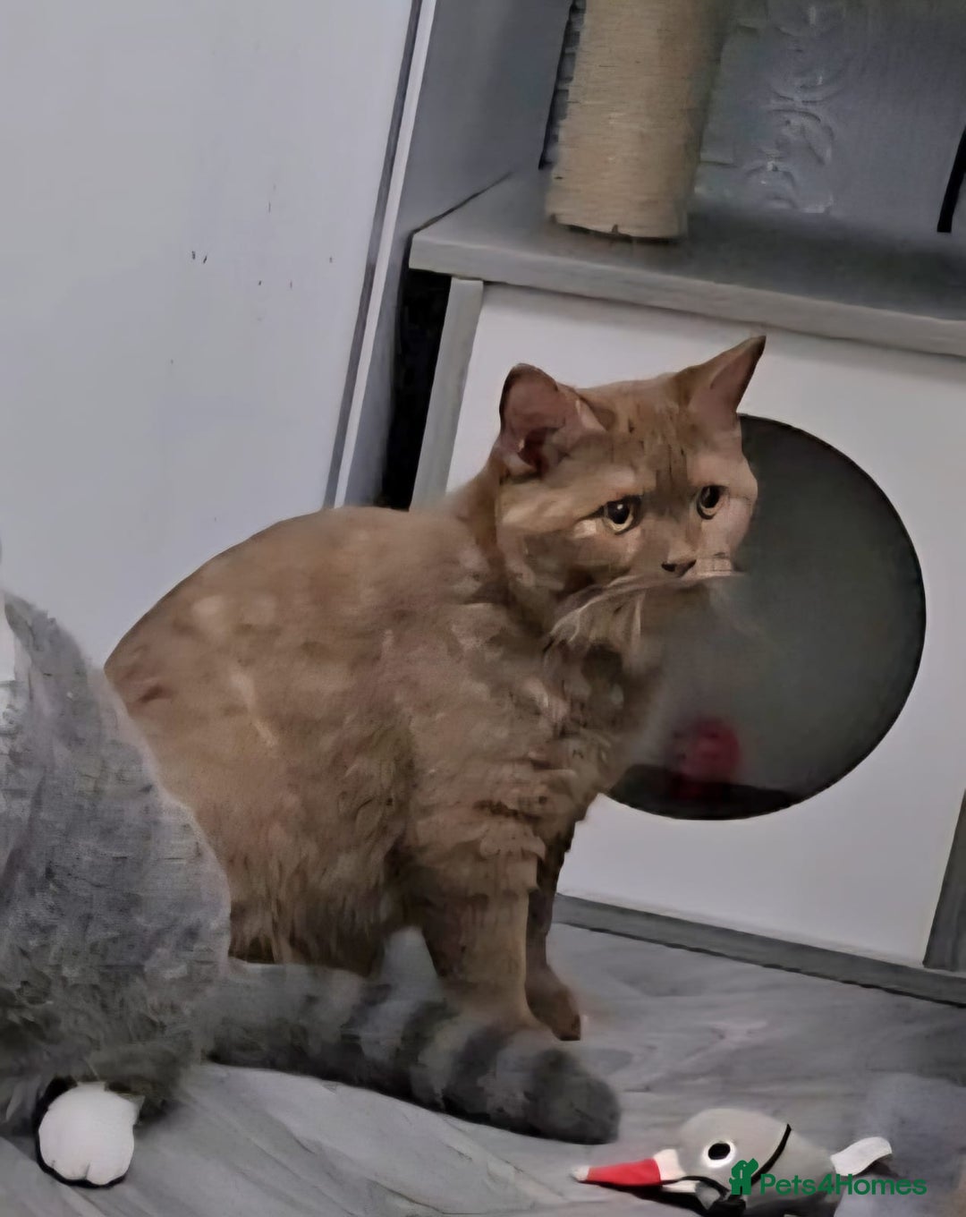 British Shorthair cats for sale: Retired Tica registered British shorthair females  - Image 14